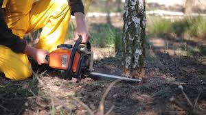  Lakeland Village, CA Tree Removal Pros