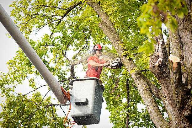 How Our Tree Care Process Works  in  Lakeland Village, CA
